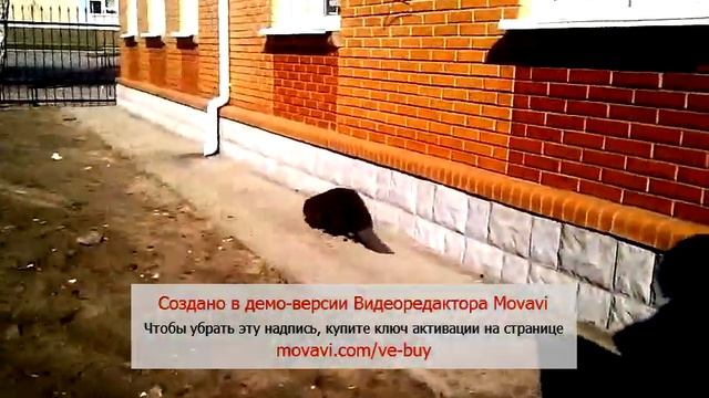 Как на Пасху 2015 в Ичне МНС спасал бобра смотреть онлайн