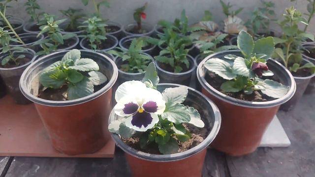 How To Grow Butterfly /Pansy Flower Winter season Flower-1 смотреть онлайн