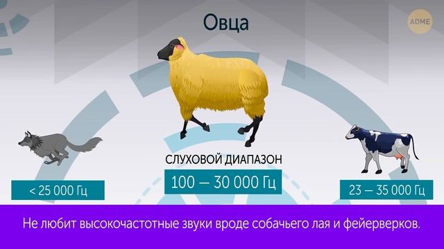 Как далеко слышат разные животные смотреть онлайн