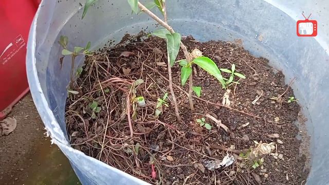 PAANO MAG TANIM NG BONSAI NA BALITE | FUSED BALITE | HOW TO PLANT BALITE BONSAI | PHILIPPINE BONSAI смотреть онлайн