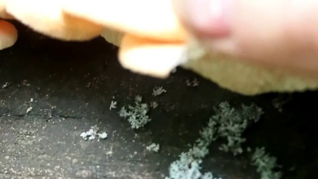 желтоватый смотреть онлайн