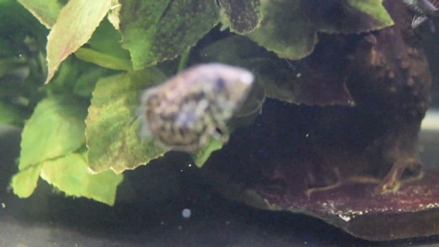 New Baby Leopard Ctenopoma exploring tank смотреть онлайн