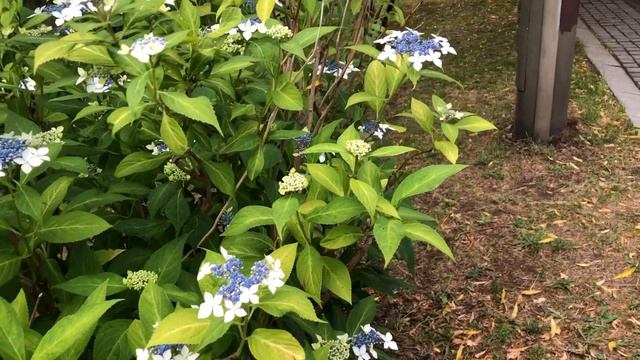 額紫陽花 смотреть онлайн