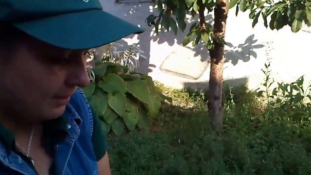 КАК ПРИУЧИТЬ К ПОВОДКУ ЩЕНКА или взрослую собаку. Собака боится поводок, что делать? Мокрый нос смотреть онлайн