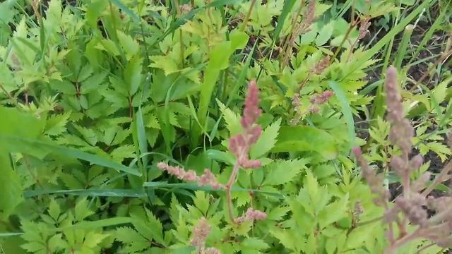 Мои цветы на даче смотреть онлайн