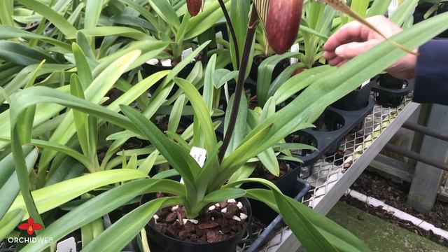 OrchidWeb - Paphiopedilum Rothschildianum