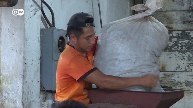 La macadamia: el fruto de la esperanza | Sabor Saber DW смотреть онлайн