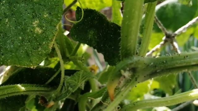 Избавление от Тли и Белокрылки смотреть онлайн