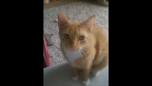 Bad ass animals смотреть онлайн