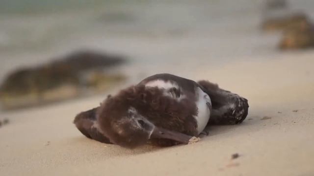 Остров Мидуэй | Альбатрос - это мусор смотреть онлайн