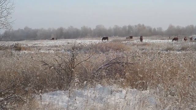 Кони пасутся и зимой. 17.11.2016 / Жизнь в деревне смотреть онлайн