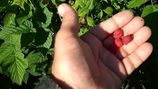 Дикая малина. смотреть онлайн