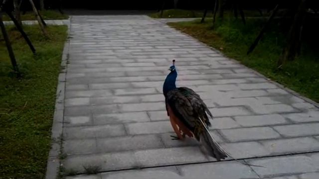 Павлины в Центре разведения панд в Ченду. Peacocks in ZOO in panda breeding center in Chengdu смотреть онлайн