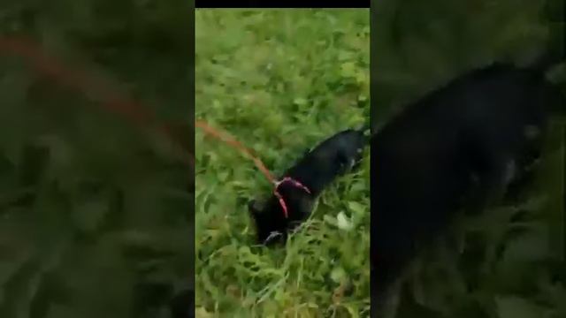я ленивый котик! смотреть онлайн