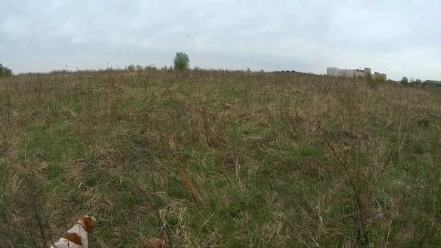 БРЕТОНСКИЙ ЭПАНЬОЛЬ КОЖАНЫЙ НОС ЗУЛЕЙКА ТРЕНИРОВКА ПО КУРОПАТКЕ 0.12 смотреть онлайн