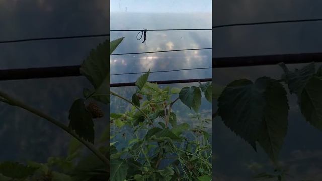 Малина ремонтантная "Бриллиантовая". смотреть онлайн