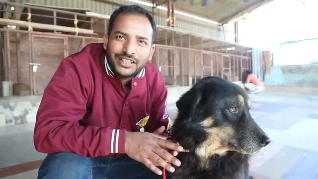 Tibetan Mastiff dog kennel | Bhutia vs Tibetan Mastiff | 5 imported dogs from different countries смотреть онлайн
