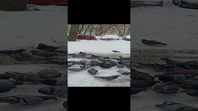 VID_20230216_131015.mp4 смотреть онлайн