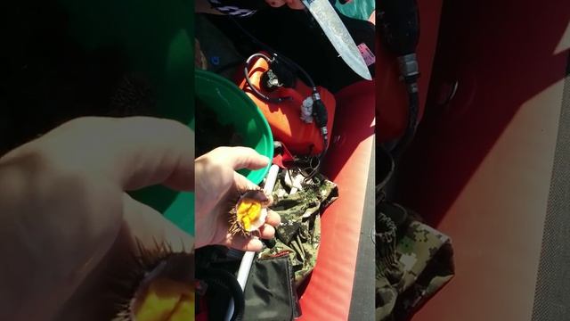 Как правильно есть ежей смотреть онлайн
