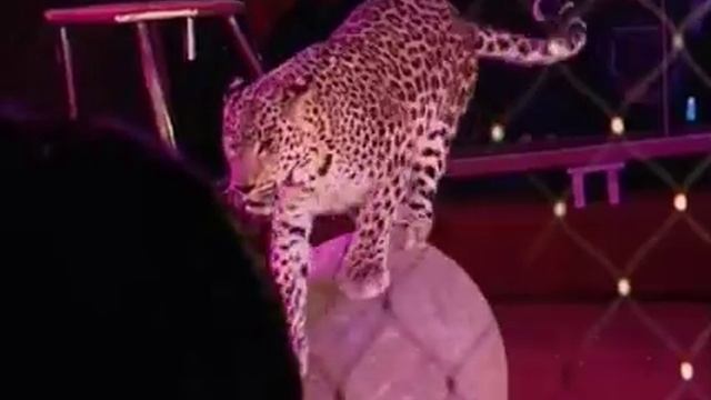 Новосибирский цирк «Золотой дракон» радует чебоксарцев смотреть онлайн