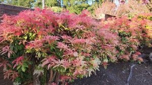 Пиерис японский, piers japonica