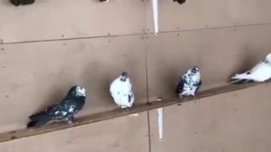 Голуби у Виктора-27 (Питомник "Западный" ) 8-906-727-22-43