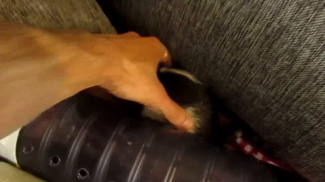 Крысы | Мега выгул, и Питерские гамаки. (Fancy Rats, Wild Rats) смотреть онлайн