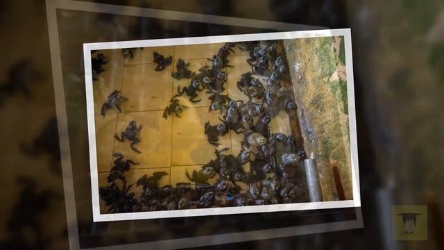 Секреты Профессионального Творца