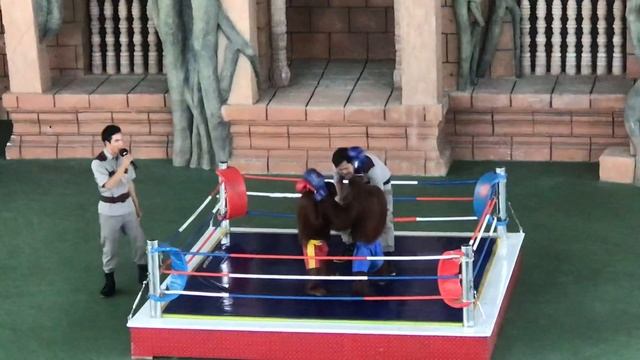 Monkey boxing Round 01 смотреть онлайн