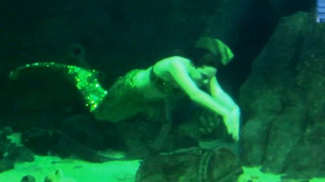 Русалка в Океанариуме в г.Сочи, декабрь 2014 г.