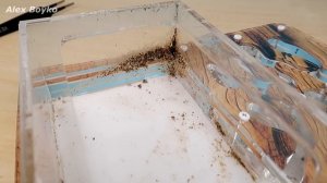 Муравьи и Генеральная уборка! Новый декор в Египетском стиле! alex boyko