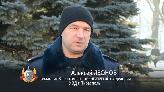 Нужна ёлка? Дешевле купить смотреть онлайн