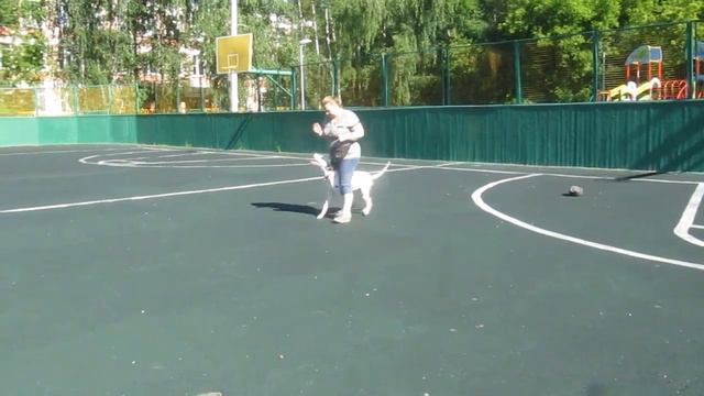 Одно утро из жизни далматина.