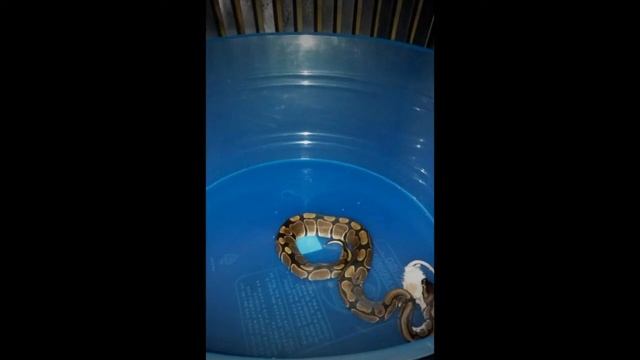Ball python feeding (frozen thawed) смотреть онлайн