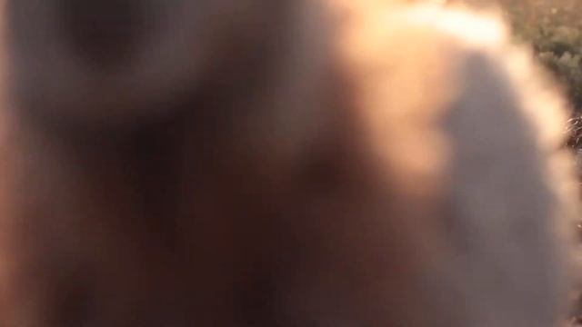 Баранина Terra Aries выращена в калмыцких степях на диких травах. смотреть онлайн