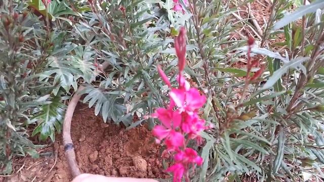 Gaura plant- growing information (Beeblossom) смотреть онлайн