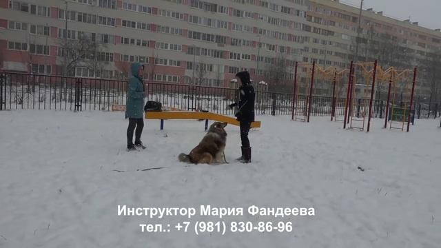 Как отучить собаку подбирать с земли смотреть онлайн