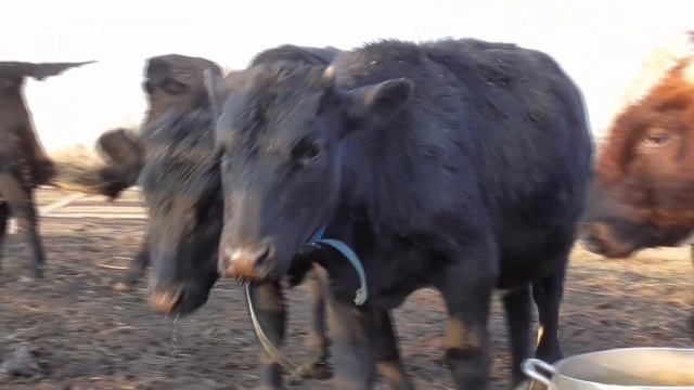 Какие бычки на откорме растут лучше кастрированные или нет смотреть онлайн