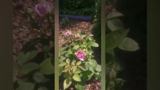 Флорибунда Лавендер Айс роза Lavender Ice  Германия Tantau 2004г.