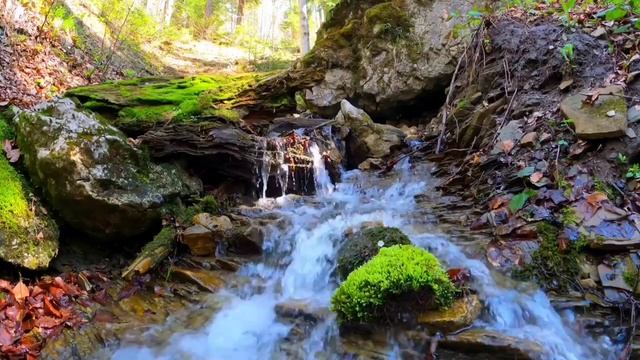 Лечебные звуки природы. Звуки природы которые лечат нервы Шум воды в лесном ручье. Звуки для сна смотреть онлайн