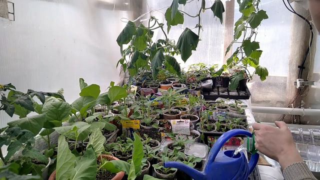 Рассада в апреле. Что с томатами в грунте. Заморозки смотреть онлайн
