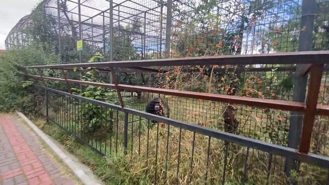 Что пришлось сделать нам с вольерами, чтобы люди не достали животных! смотреть онлайн