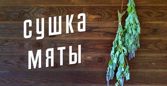 Как сушить мяту в домашних условиях на зиму смотреть онлайн