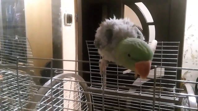Александрийский попугай Яша смотреть онлайн