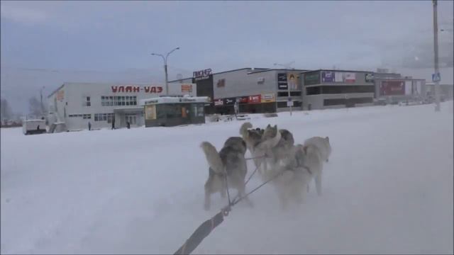 Езда на собачьей упряжке в Улан-Удэ смотреть онлайн