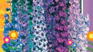 Дельфиниум Гигантская смесь. Краткий обзор, описание характеристик, где купить семена