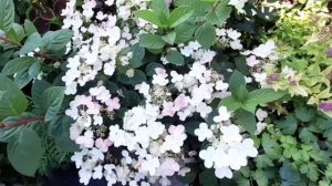 гортензия эрли синсейшен