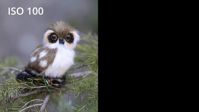 PRO CAMERA HACK: Manual with AUTO ISO. Why this may be the best setting ever! смотреть онлайн