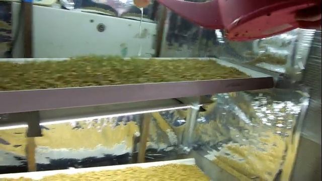 Как получить зеленый корм зимой. Установка для проращивания. смотреть онлайн