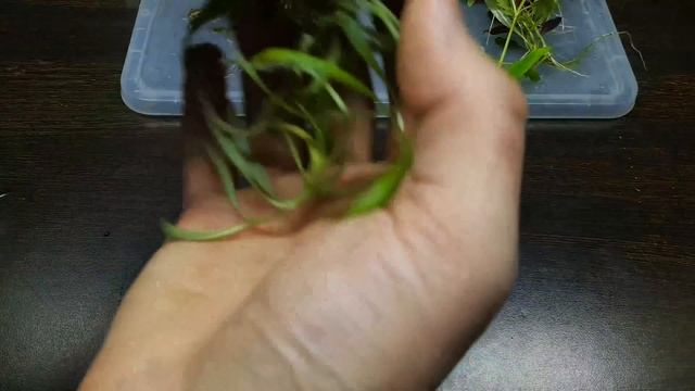 2700 К или 4000 К. ИТОГИ ЭКСПЕРИМЕНТА